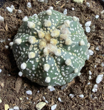 Load image into Gallery viewer, Astrophytum asterias
