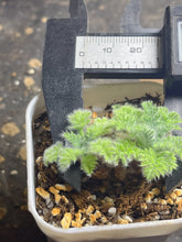 Load image into Gallery viewer, Pelargonium Triste
