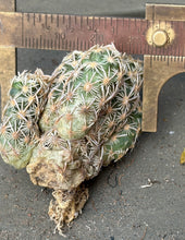 Load image into Gallery viewer, Escobaria cactus E.minima
