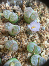 Load image into Gallery viewer, Conophytum caroli, Pink Form
