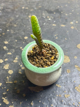 Load image into Gallery viewer, Bulbine bruynsii
