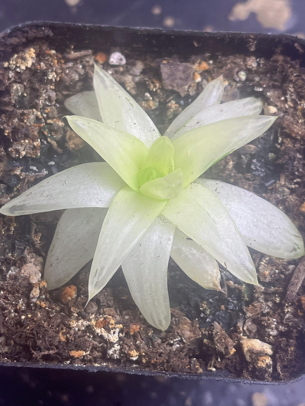 Haworthia cymbiformis fvariegata