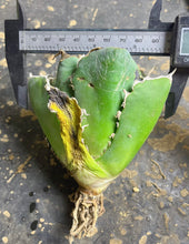 Load image into Gallery viewer, Agave titanota white whale
