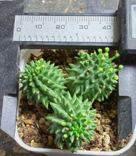 Load image into Gallery viewer, Euphorbia susannae
