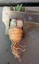 Load image into Gallery viewer, Ariocarpus kotschoubeyanus
