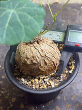 Load image into Gallery viewer, Stephania erecta
