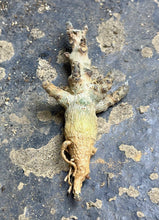 Load image into Gallery viewer, Boswellia nana
