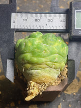 Load image into Gallery viewer, CORYPHANTHA ELEPHANTIDENS CV. INERMIS

