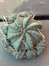 Load image into Gallery viewer, Euphorbia Meloformis subsp. Valida
