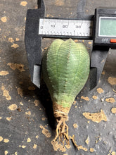 Load image into Gallery viewer, Euphorbia obesa
