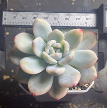 Load image into Gallery viewer, Echeveria’Monroe’Variegated
