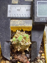 Load image into Gallery viewer, Sarcocaulon peniculinum
