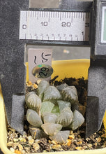 Load image into Gallery viewer, Haworthia variegated
