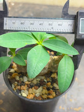 Load image into Gallery viewer, Euphorbia parvimedusae
