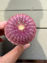 Load image into Gallery viewer, Echinocereus rigidissimus var.
