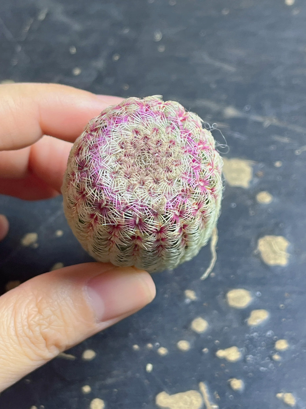 Echinocereus rigidissimus var.