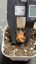 Load image into Gallery viewer, Astrophytum myriostigma variegated
