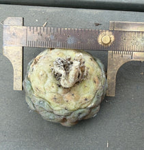 Load image into Gallery viewer, Copiapoa hypogea (Lizard skin)

