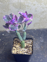 Load image into Gallery viewer, Senecio articulatus Variegated
