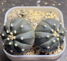 Load image into Gallery viewer, Astrophytum Asterias &#39;Purple&#39;
