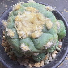 Load image into Gallery viewer, Lophophora peyote

