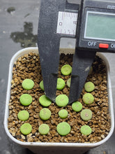 Load image into Gallery viewer, Conophytum vanzylii
 (small)
