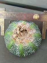 Load image into Gallery viewer, Astrophytum asterias
