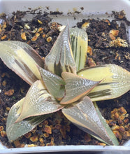 Load image into Gallery viewer, Haworthia variegated
