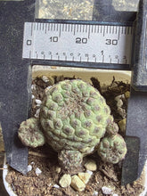 Load image into Gallery viewer, Rebutia rauschii
