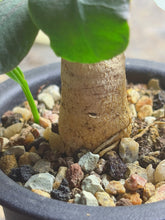 Load image into Gallery viewer, Euphorbia subapoda
