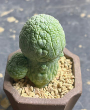 Load image into Gallery viewer, Pseudolithos migiurtinus
