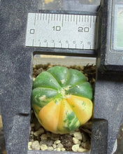 Load image into Gallery viewer, Astrophytum asterias Variegated
