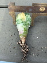 Load image into Gallery viewer, Astrophytum myriostigma variegated
