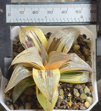 Load image into Gallery viewer, Haworthia variegated
