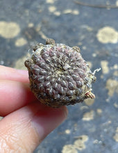 Load image into Gallery viewer, Cactus
