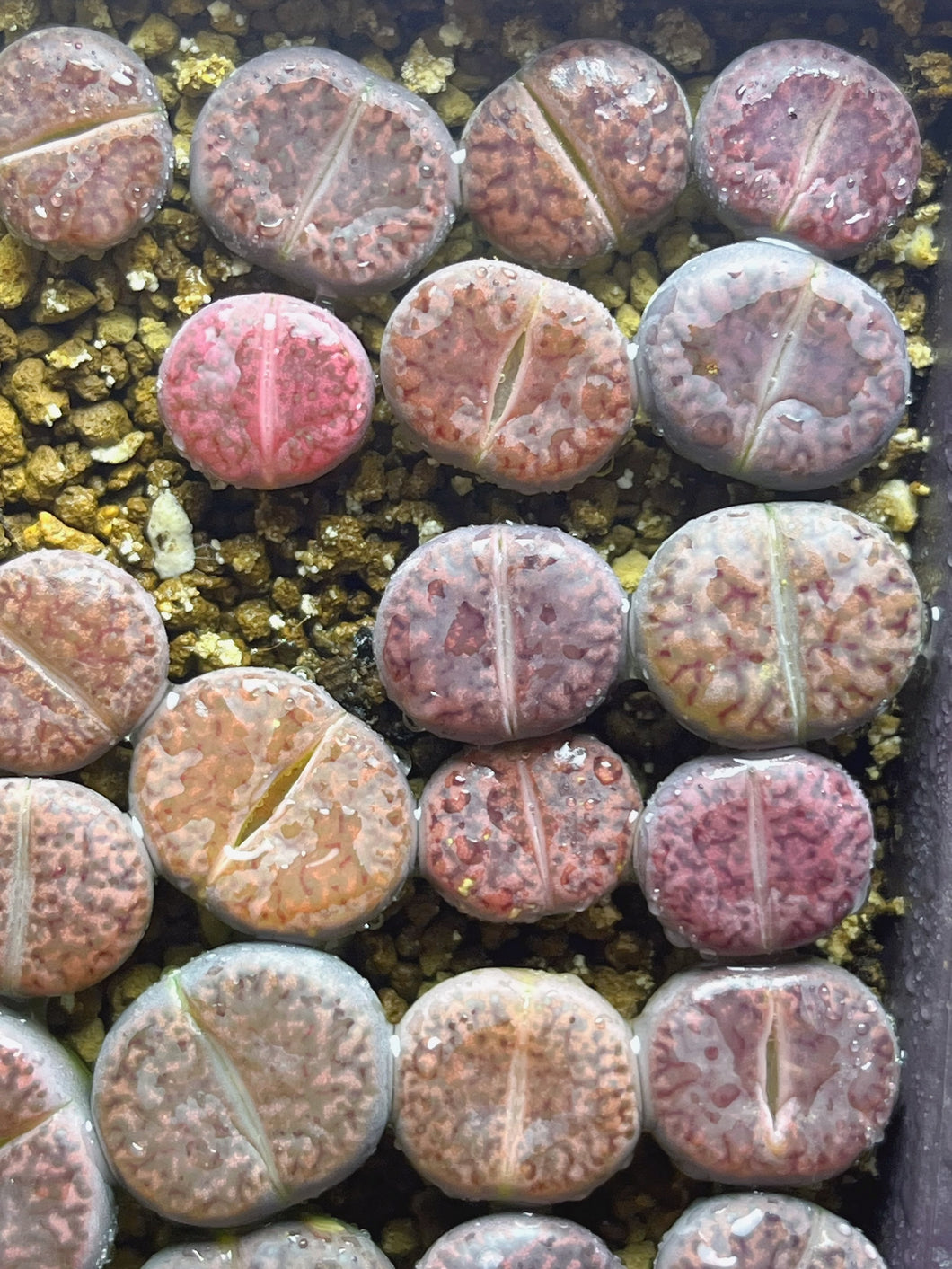 Lithops C939a Rubroroseus