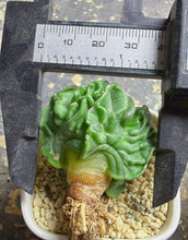 Load image into Gallery viewer, Astrophytum myriostigma cv. Onzuka f. tricostatum Fukuryiu
