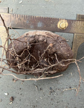 Load image into Gallery viewer, Dioscorea elephantipes
