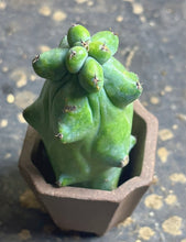 Load image into Gallery viewer, Boobie Cactus’ Myrtillocactus geometrizans 'Fukurokuryuzinboku'
