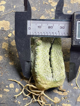 Load image into Gallery viewer, Pseudolithos mccoyi
