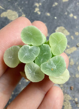 Load image into Gallery viewer, Haworthia maughanii variegated.
