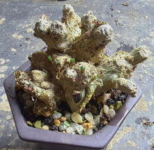 Load image into Gallery viewer, Phyllobolus resurgens
