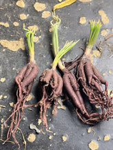 Load image into Gallery viewer, Bulbine torta
