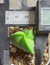 Load image into Gallery viewer, Astrophytum myriostigma
