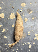 Load image into Gallery viewer, Operculicarya pachypus
