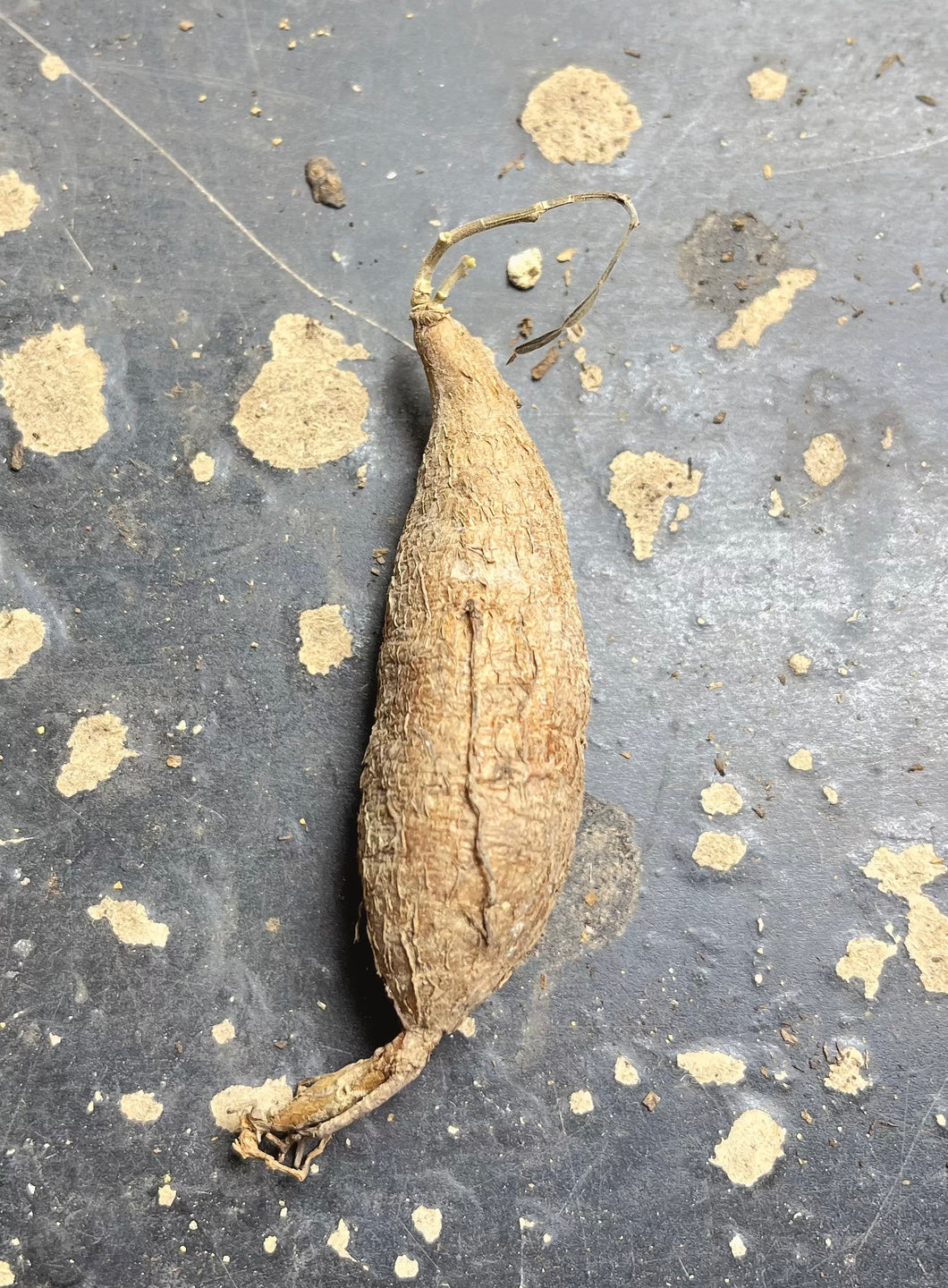 Operculicarya pachypus