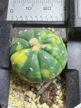 Load image into Gallery viewer, Astrophytum asterias Variegated
