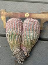 Load image into Gallery viewer, Echinocereus rigidissimus var.
