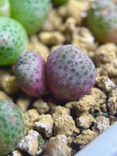 Load image into Gallery viewer, Conophytum marginatum ssp.
