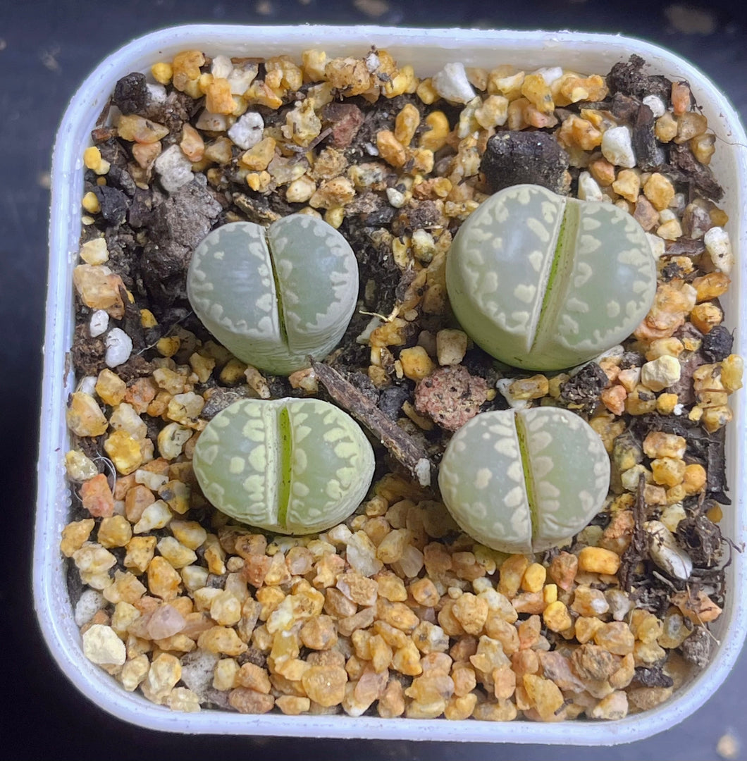 Lithops C350 Otzeniana